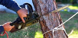 Professional  Tree Services in Avonmore, PA