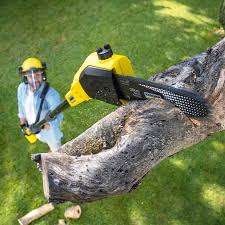 Why Choose Our Tree Removal Services in Avonmore, PA?